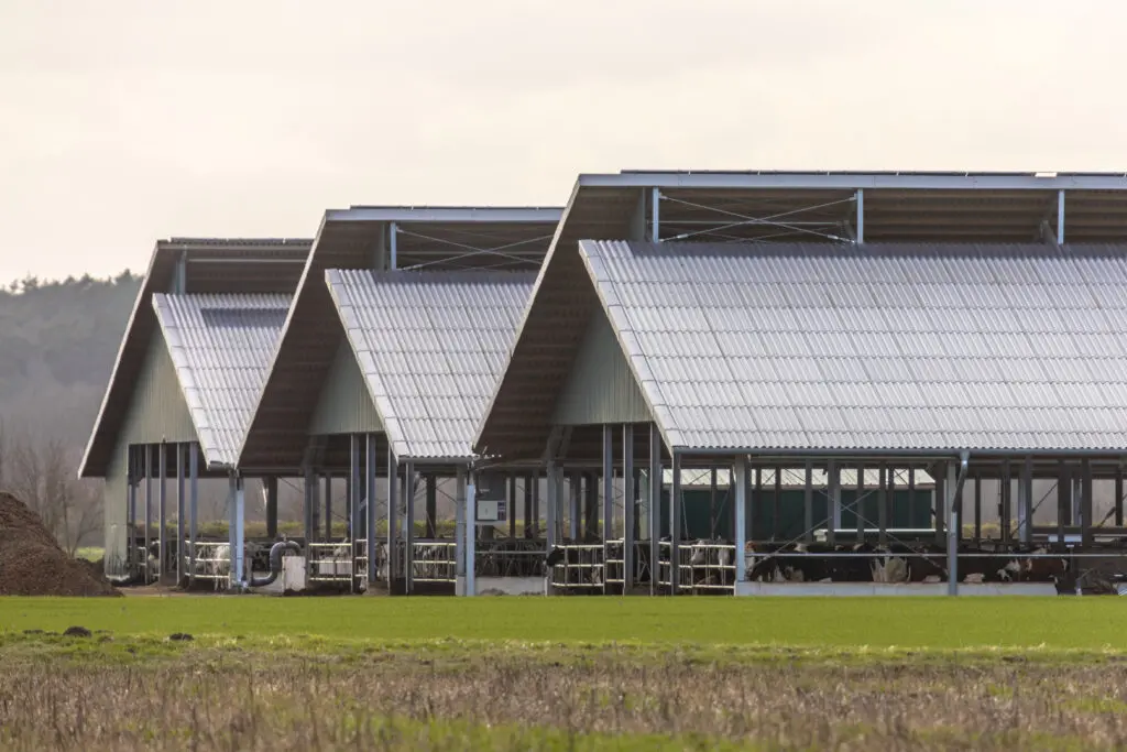 Three giant open cowshed barns at factory farm in Germany