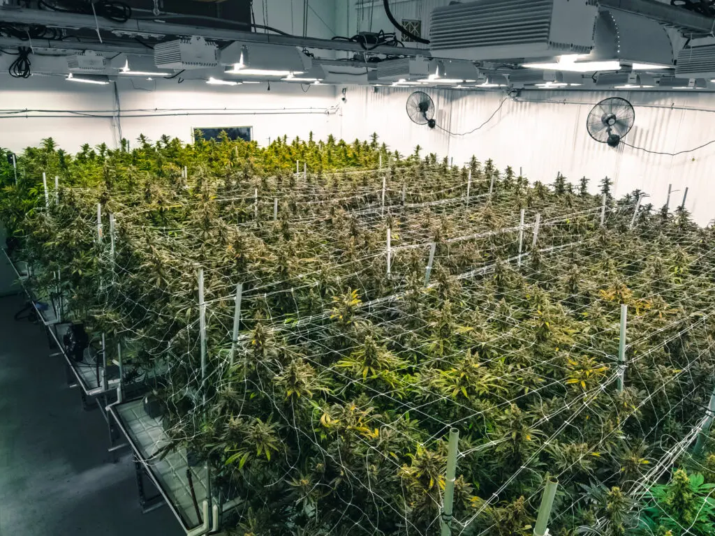 Facility for cannabis cultivation under indoor lights with colorful green leafy buds on tall branches